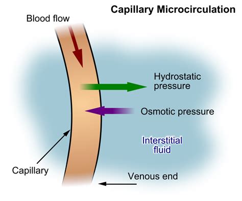 interstitial fluid measuring less than 1 mm thick|importance of interstitial fluid.